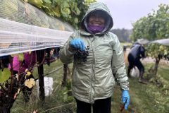 Winery Work